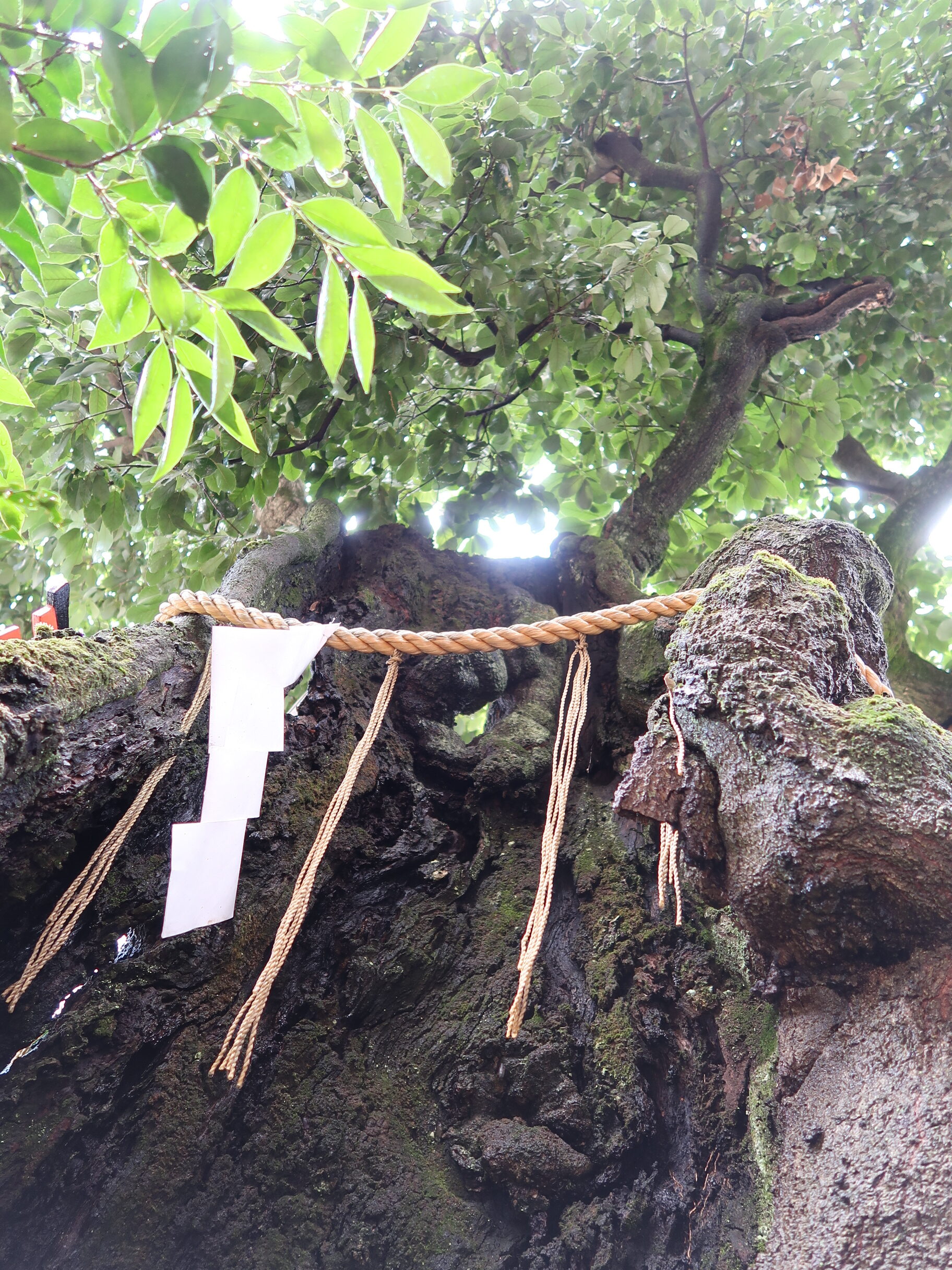 【令和６年　祖霊祭　～盆祭～】